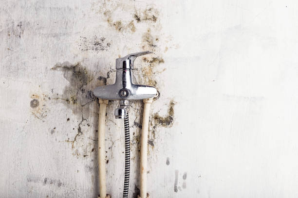 Best Black Mold Removal  in Mpo, CA