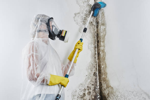 Professional Mold Removal in Campo, CA