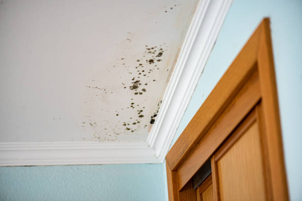 Best Certified Mold Removal  in Mpo, CA