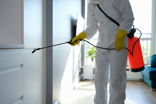 Best Mold Removal Specialists  in Mpo, CA