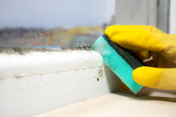 Best Fast Mold Removal  in Mpo, CA