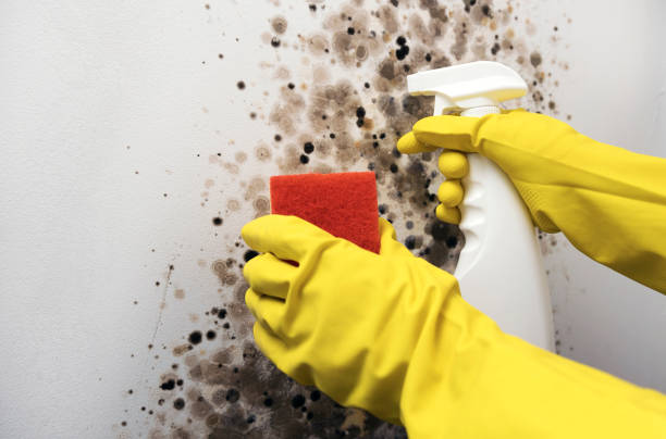 Best Local Mold Removal Service  in Mpo, CA