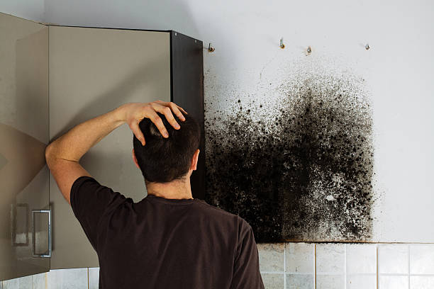 Best Mold Removal Near Me  in Mpo, CA