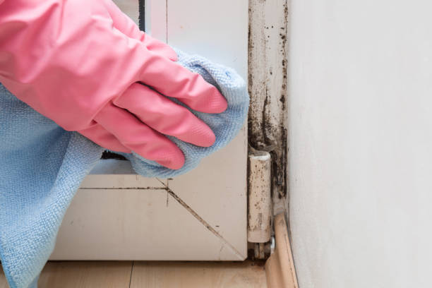 Mold Removal Process in Campo, CA