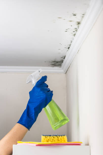 Best Professional Mold Removal  in Mpo, CA